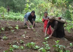 nutritional-gardens.jpg