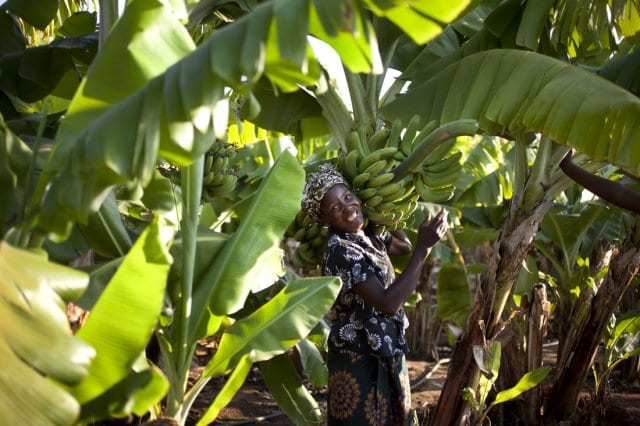 bananas-zambia