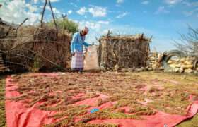 Abdilahi Shire, a farmer from in Somaliland looking at the produce from his farm laid out in front of him.