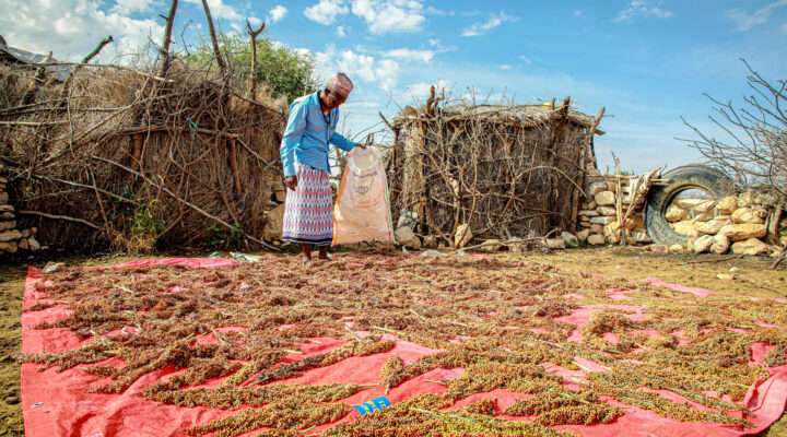 Abdilahi Shire, a farmer from in Somaliland looking at the produce from his farm laid out in front of him.