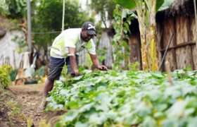 FLOW project in PNG